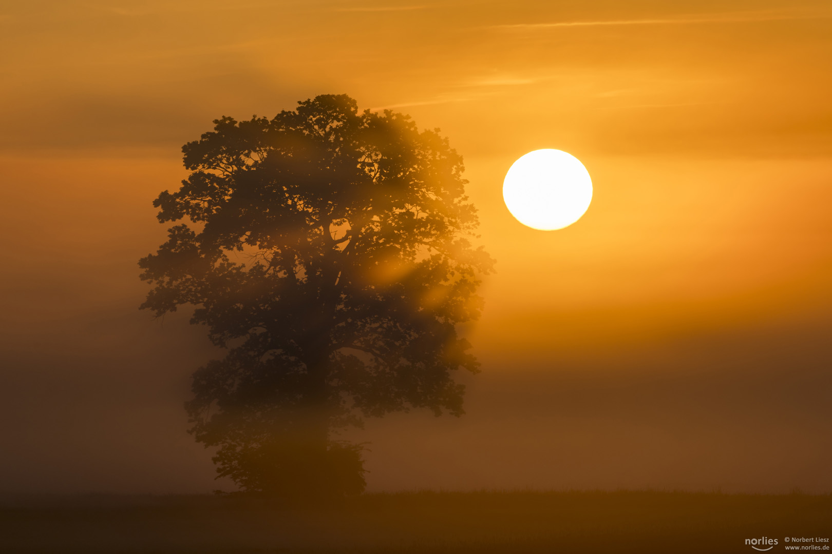 Fog, tree and the sun