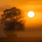 Fog, tree and the sun