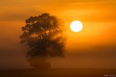 Fog, tree and the sun