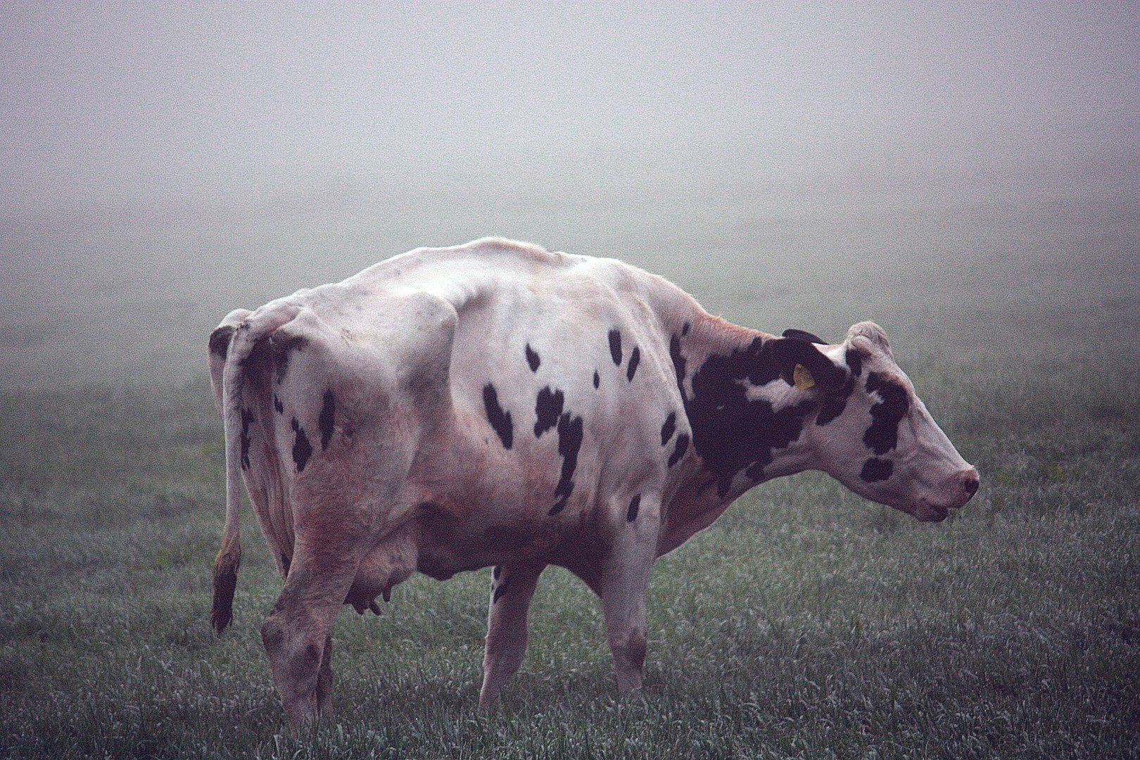 Fogcow