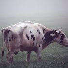 Fogcow