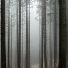 Fogforest