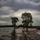 Fogg Dam after the monsoon