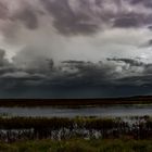 Fogg Dam after the monsoon II