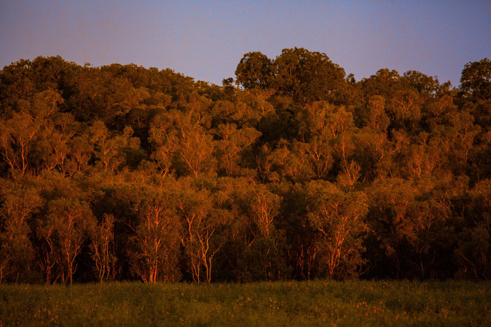 Fogg Dam Reserve At Sunset