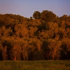 Fogg Dam Reserve At Sunset