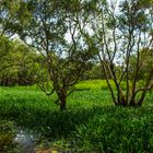 Fogg Dam Reserve