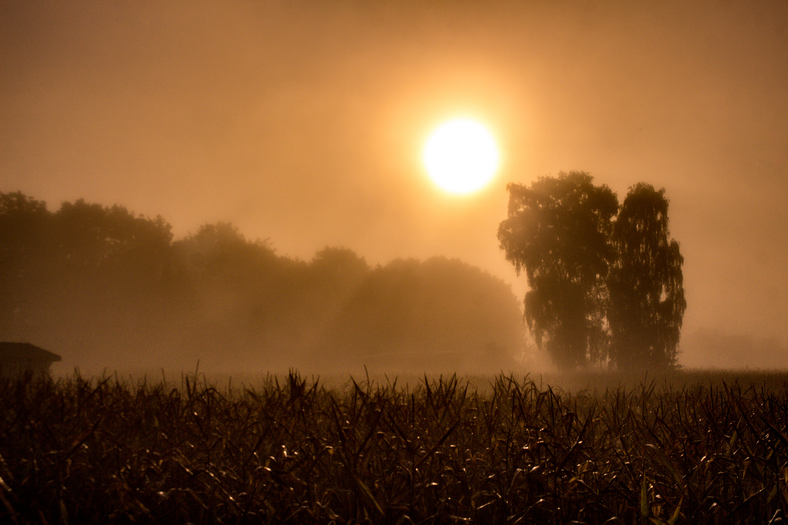 Foggy And Sunny Morning