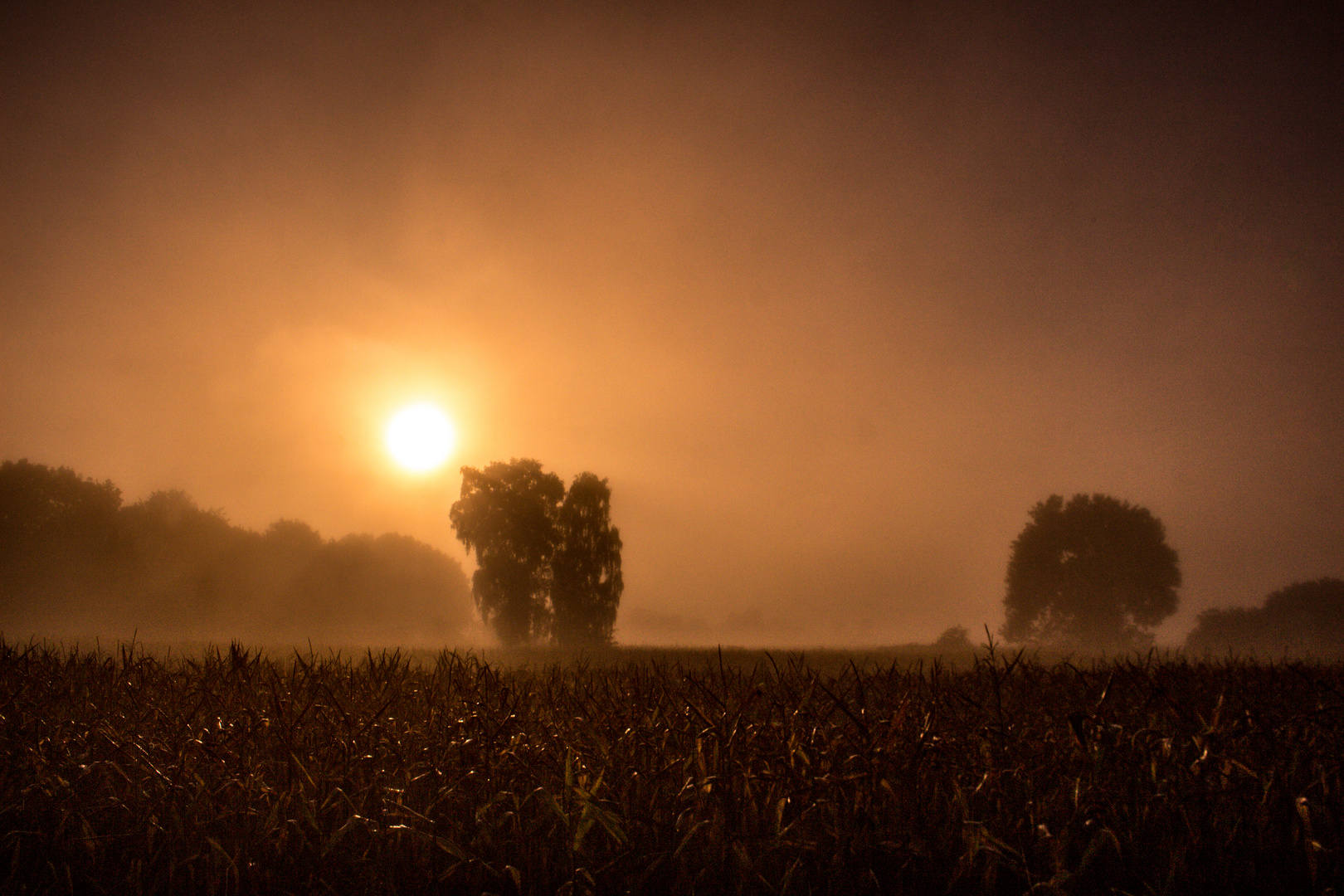 Foggy And Sunny Morning