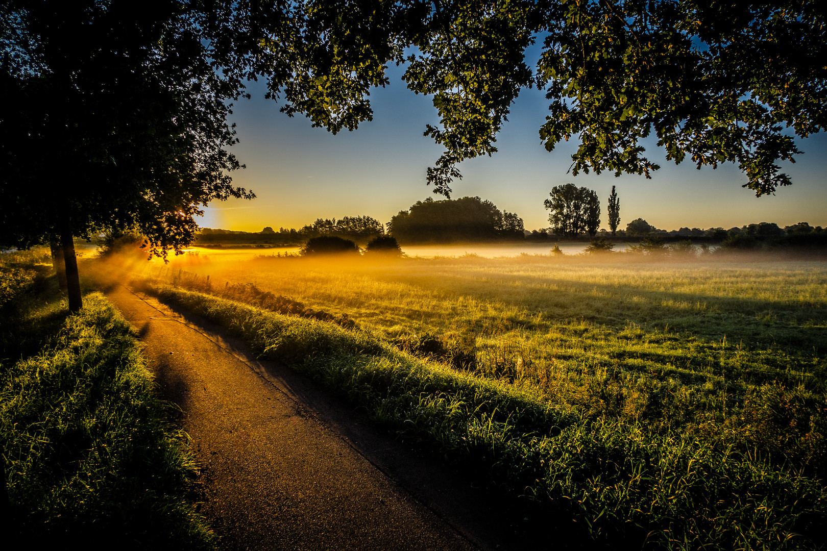 Foggy autumn