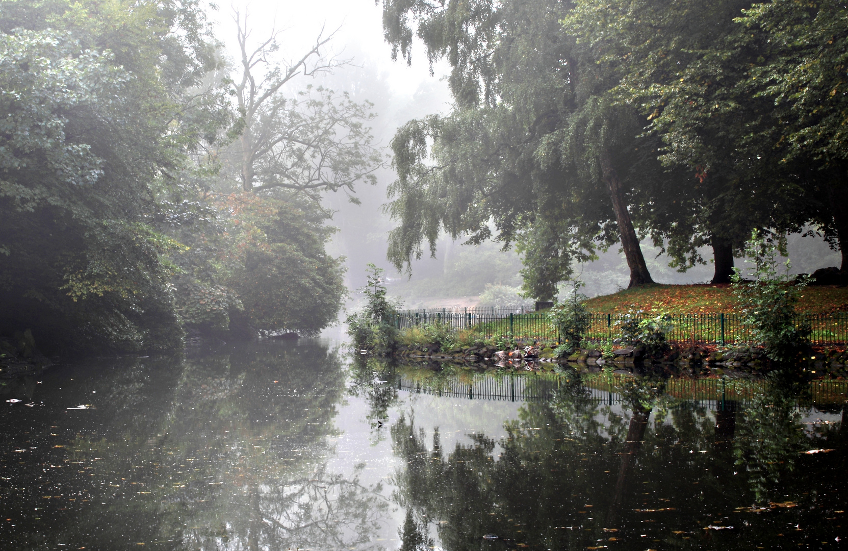 foggy autumn