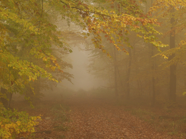 foggy autumn