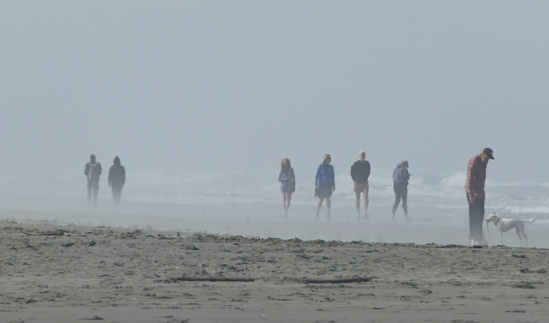 Foggy Beach - der Hund