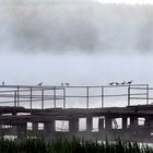foggy dawn at the lake ....