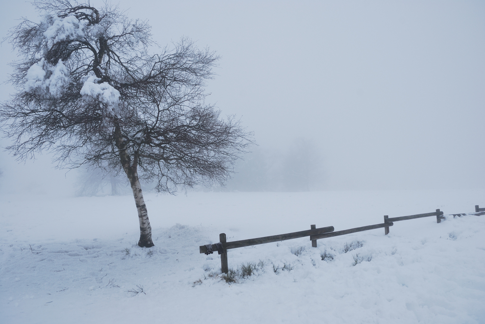 Foggy day