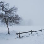 Foggy day