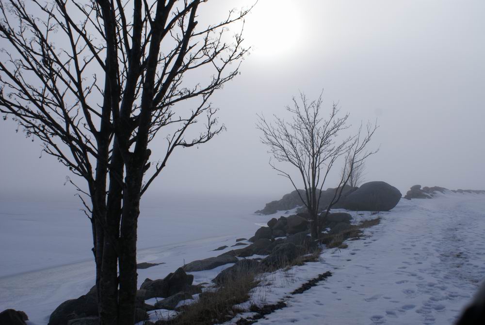 Foggy day in Holmsund