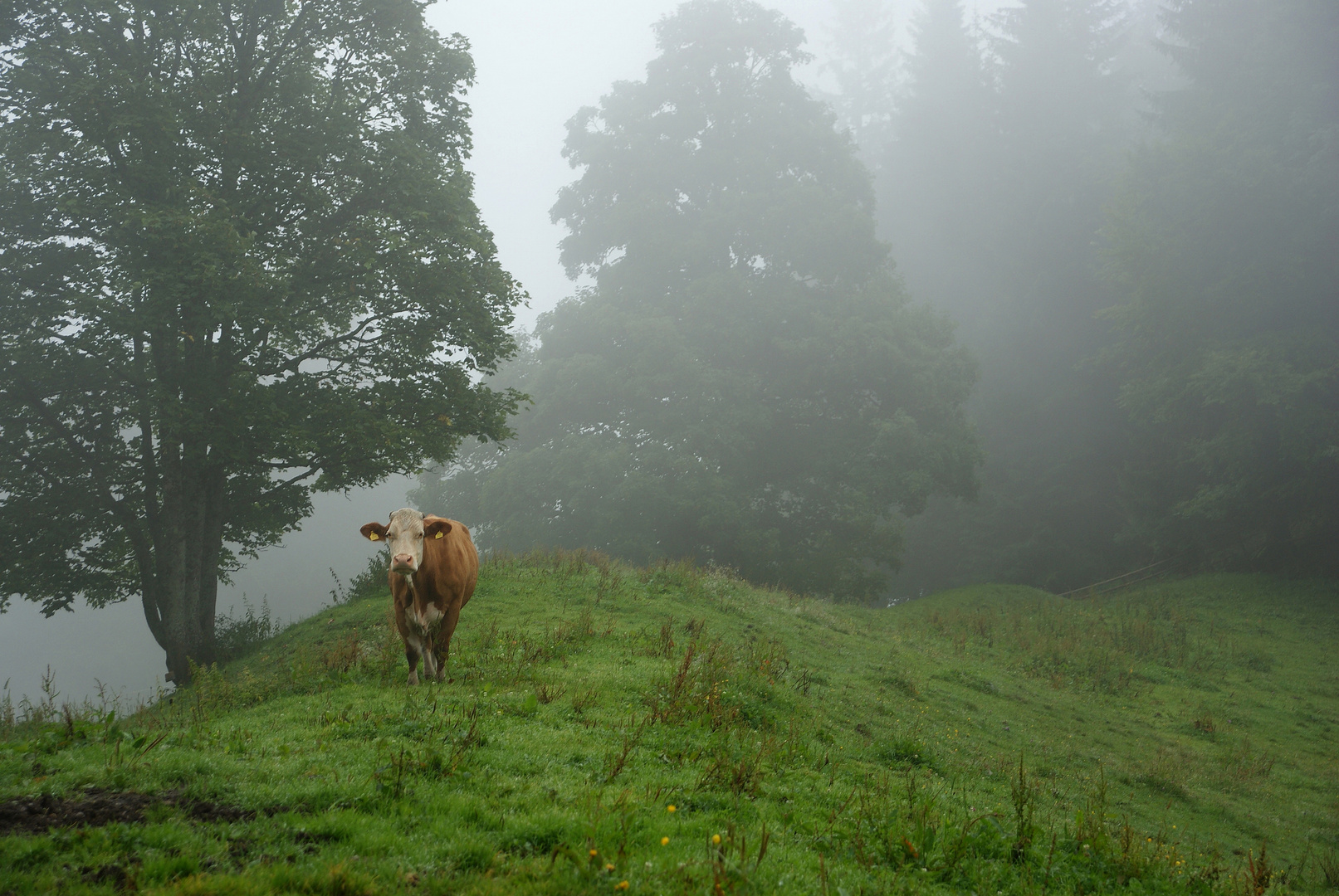 FOGGY DAYS