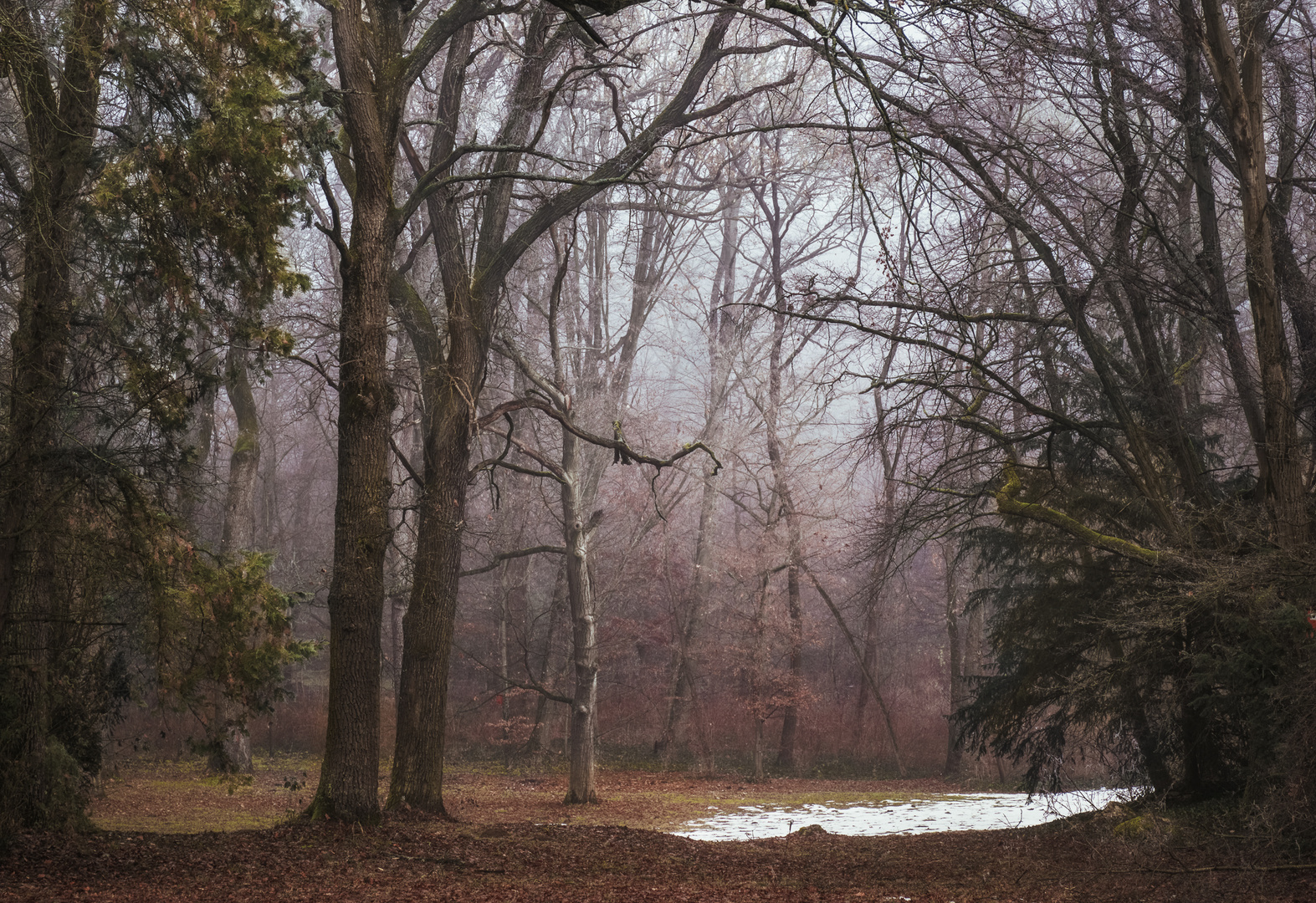 Foggy December