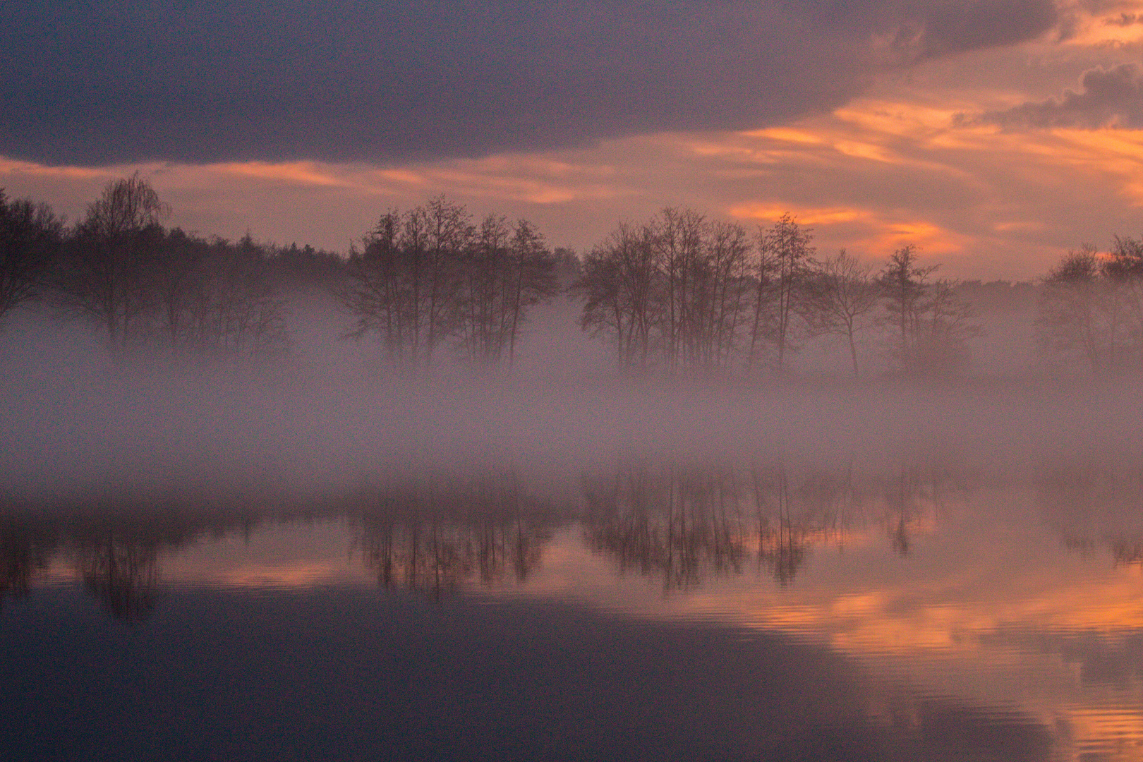 Foggy Evening