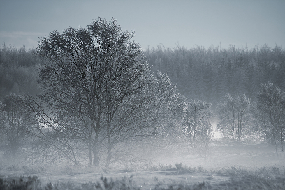 ~ foggy fagnes ~