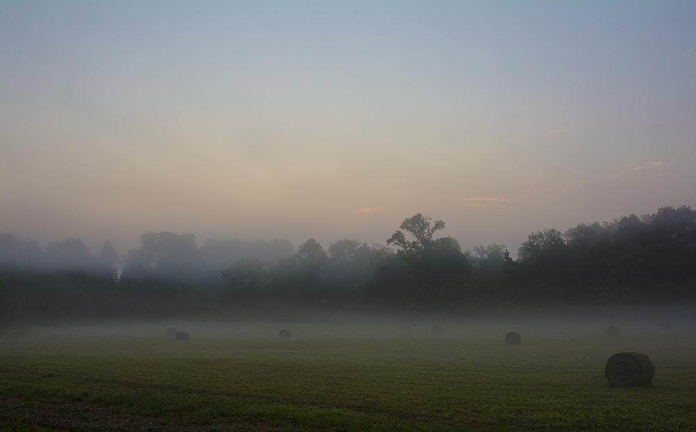 Foggy Field