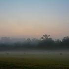Foggy Field