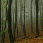 Foggy forest