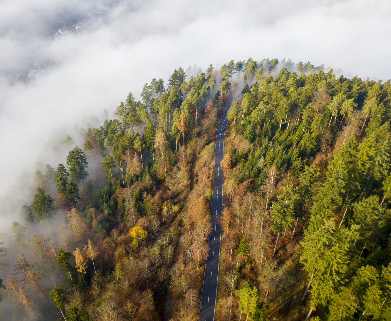 Foggy Forest 2