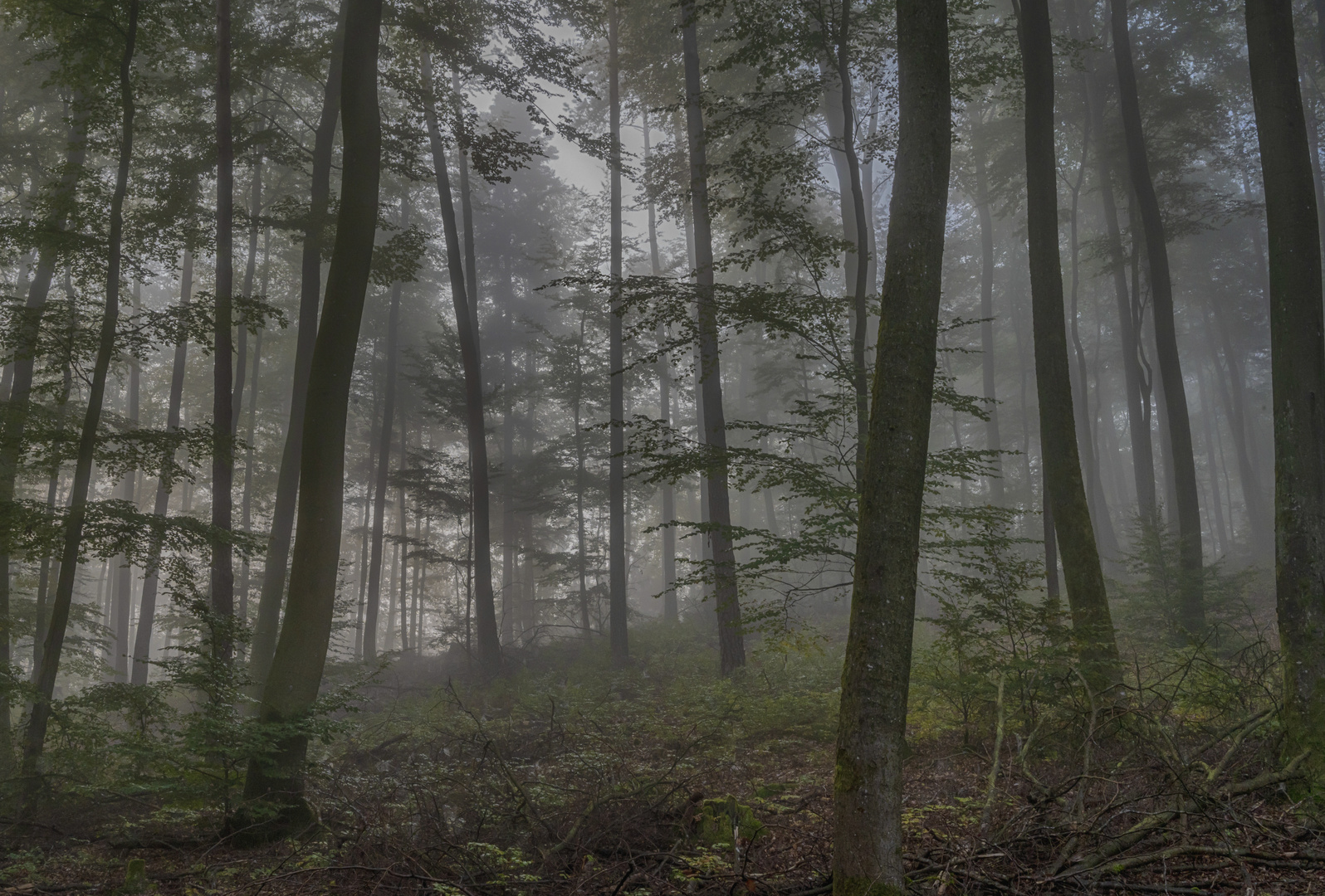 Foggy forest