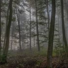 Foggy forest