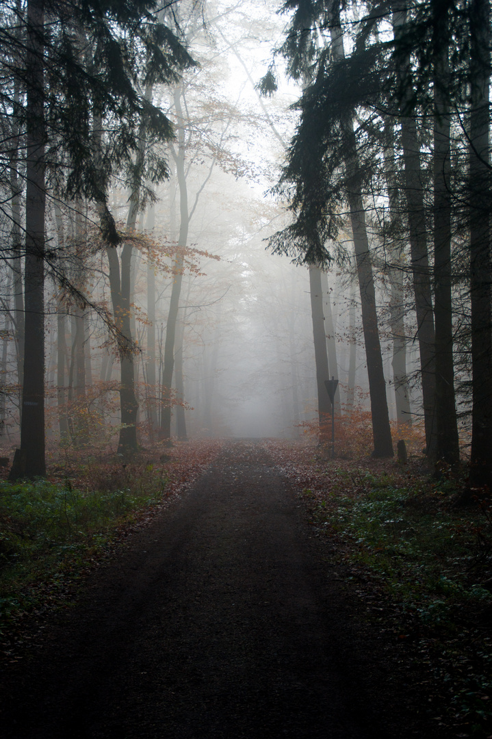 Foggy Forest