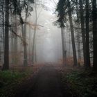 Foggy Forest