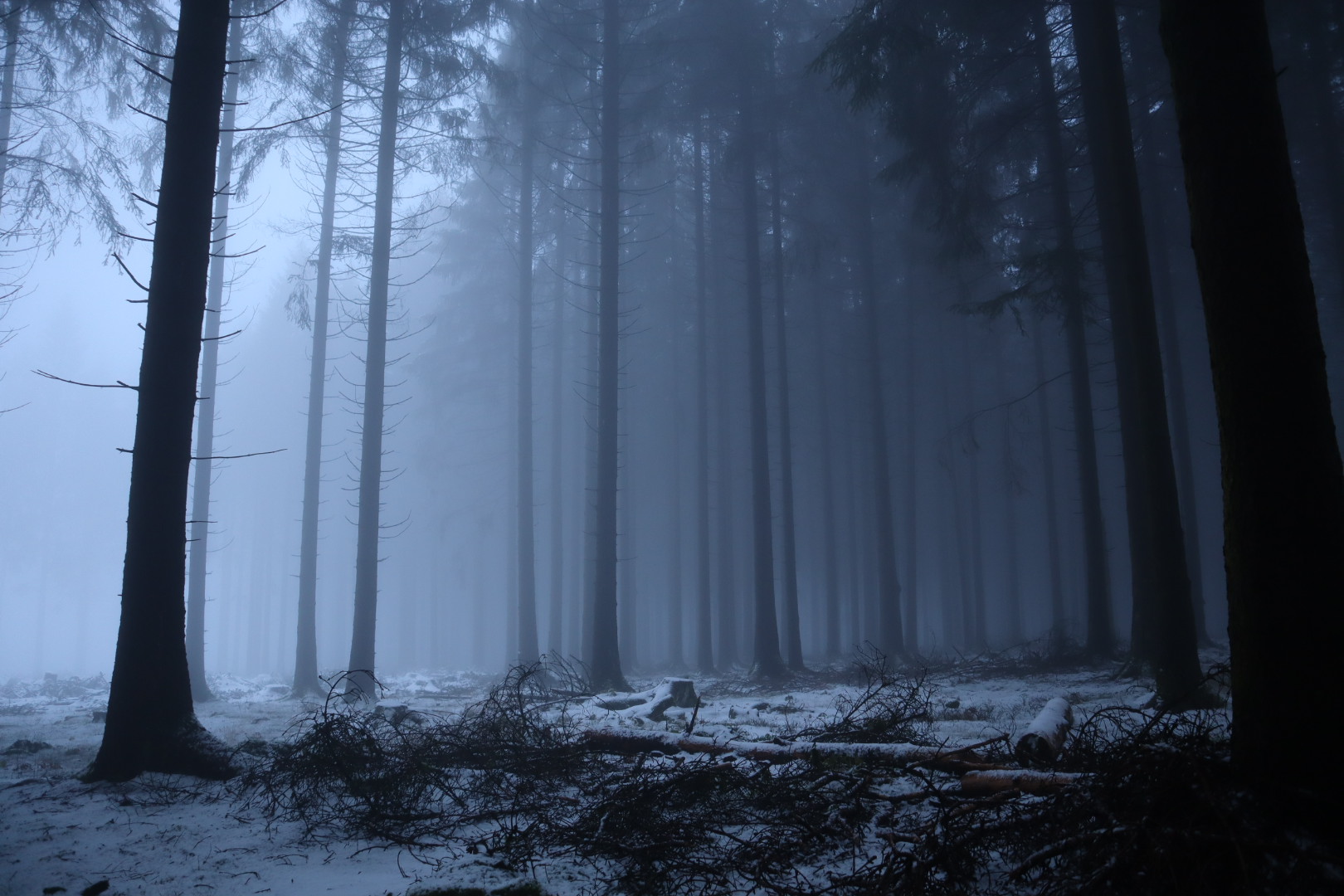 Foggy  forest