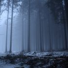 Foggy  forest