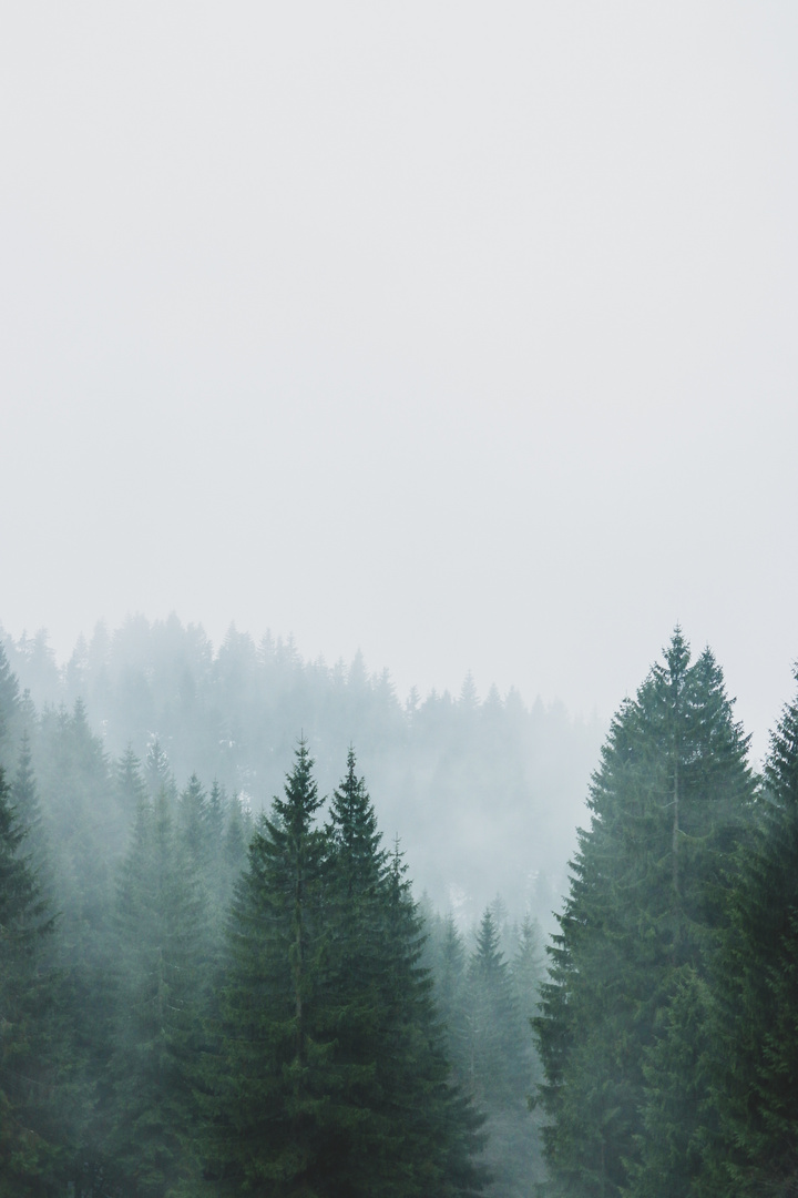 Foggy forest