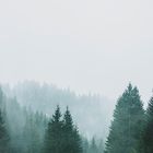 Foggy forest