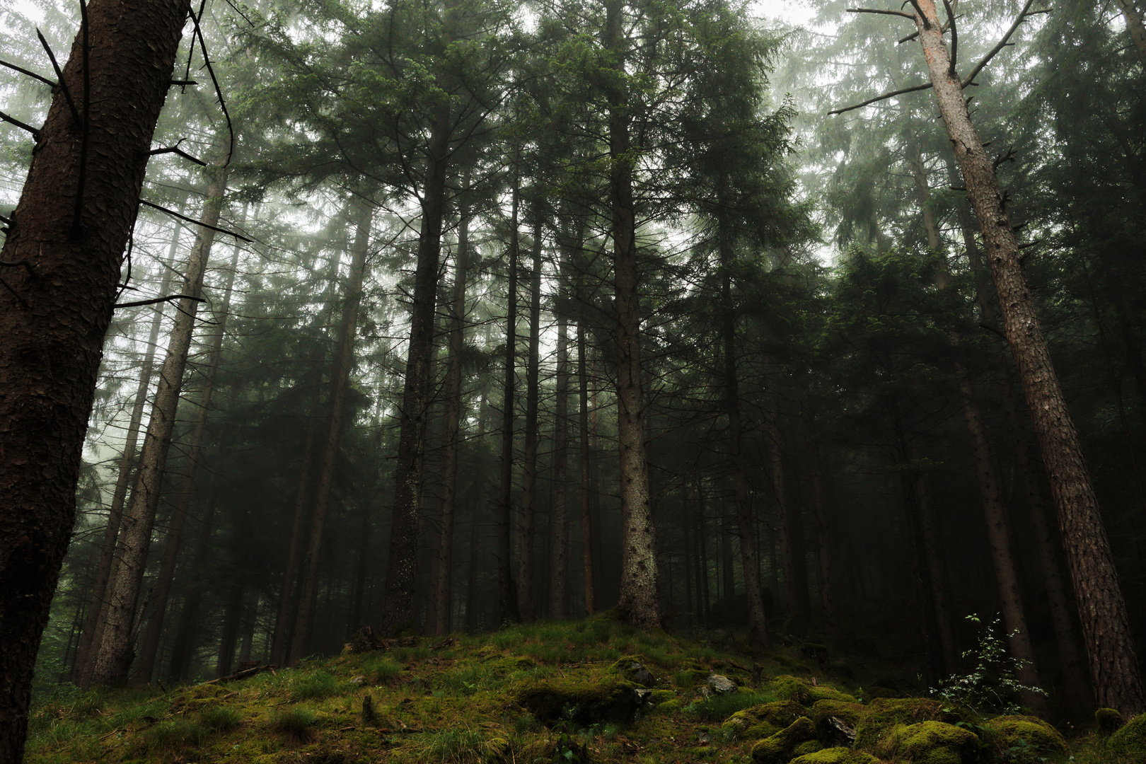 Foggy Forest