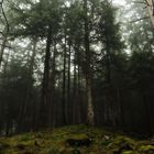 Foggy Forest