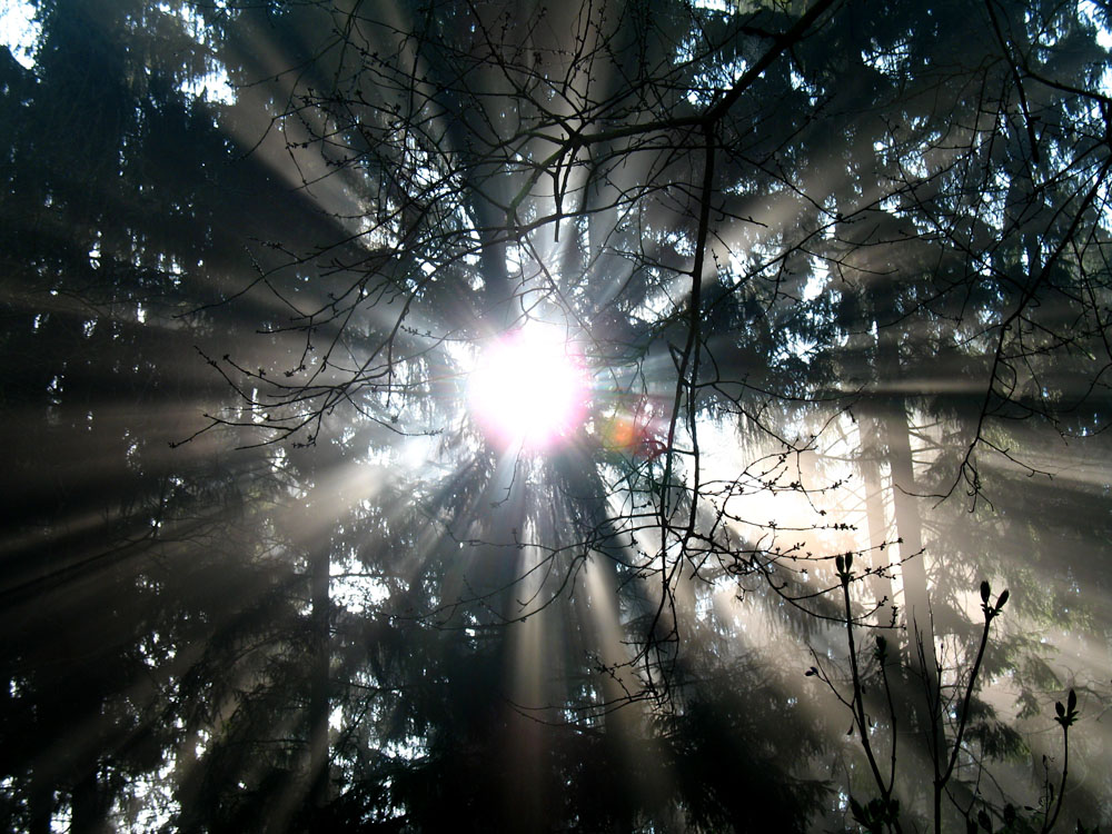 Foggy Forest