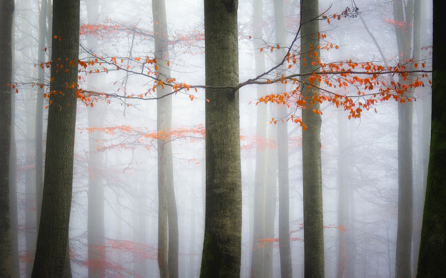 Foggy Forest