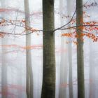 Foggy Forest