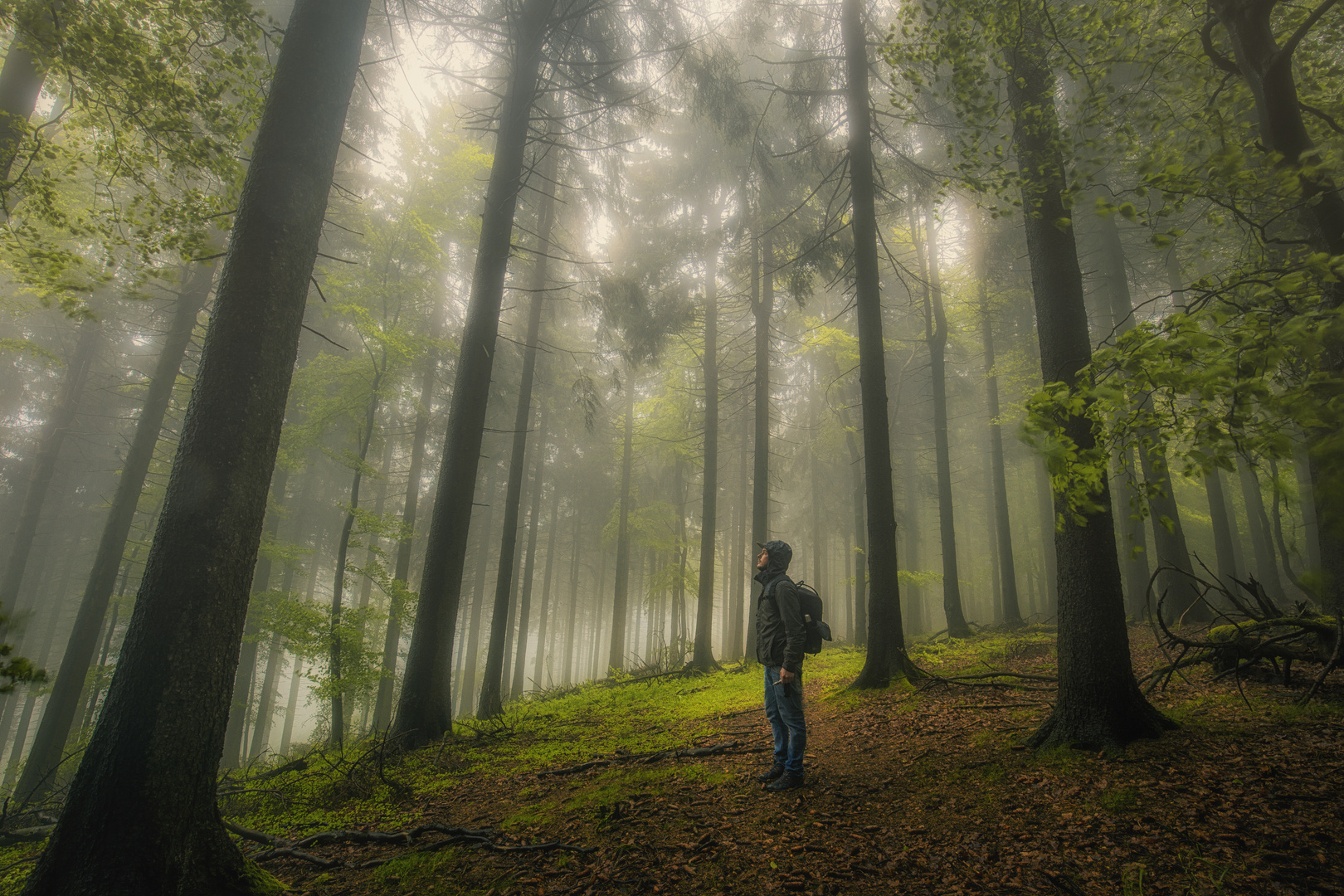 Foggy Forest