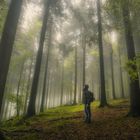 Foggy Forest