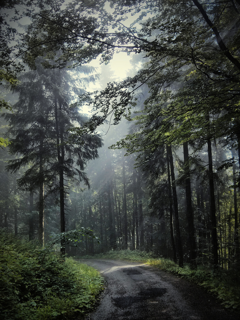 Foggy Forest