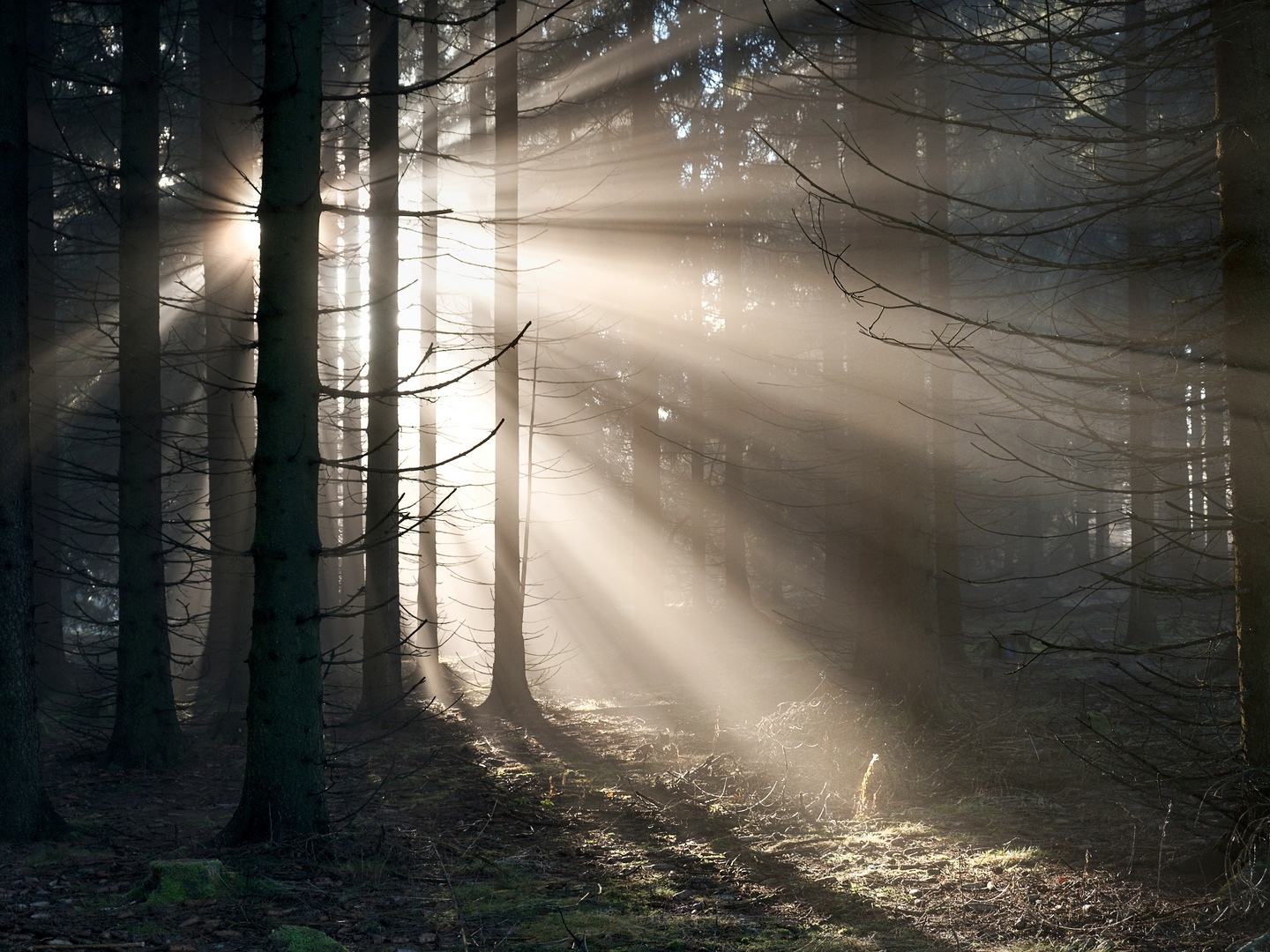 Foggy forest