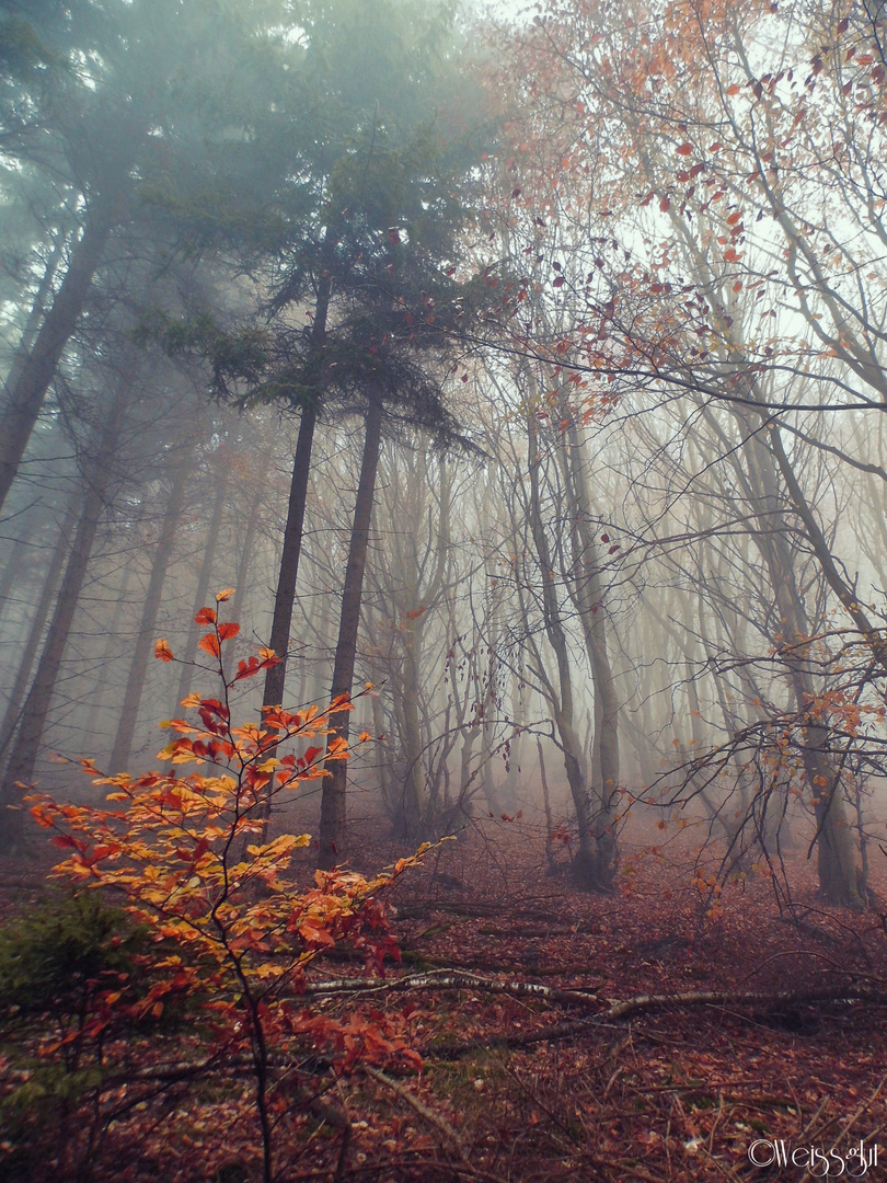 Foggy Forest