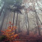 Foggy Forest