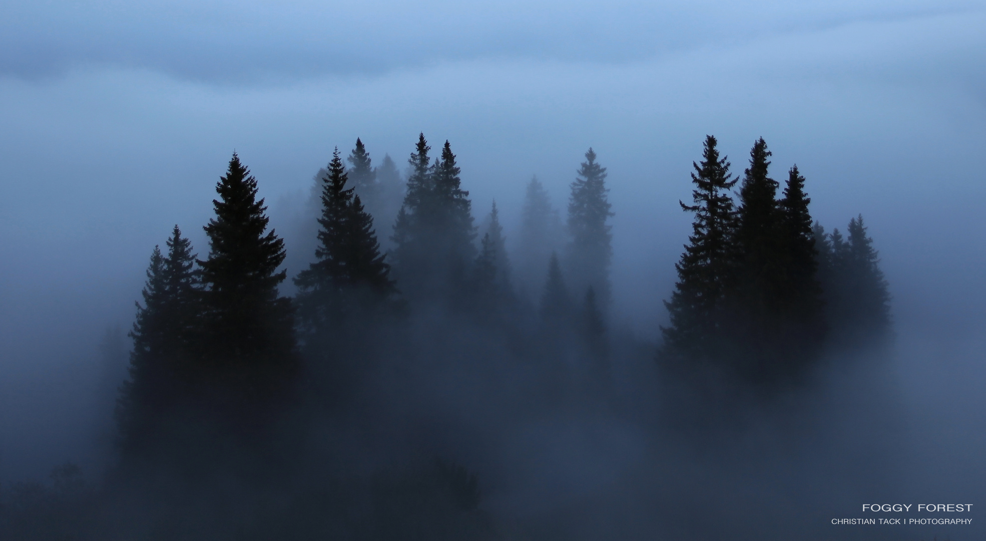 Foggy Forest