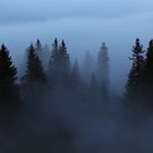 Foggy Forest